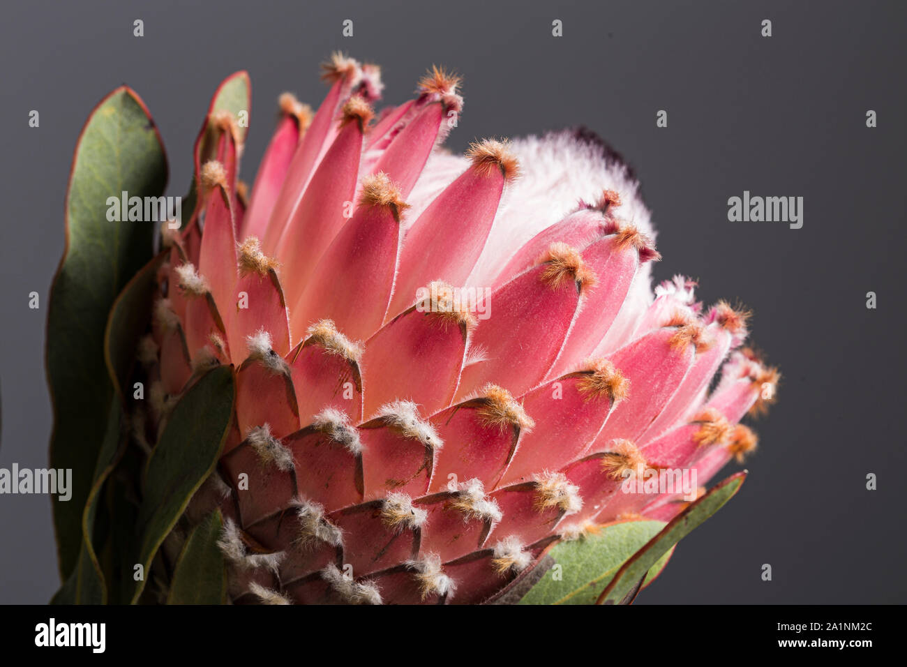 Protea king rose d'Afrique du Sud, monument, Close up encore en fleurs sur fond gris Banque D'Images
