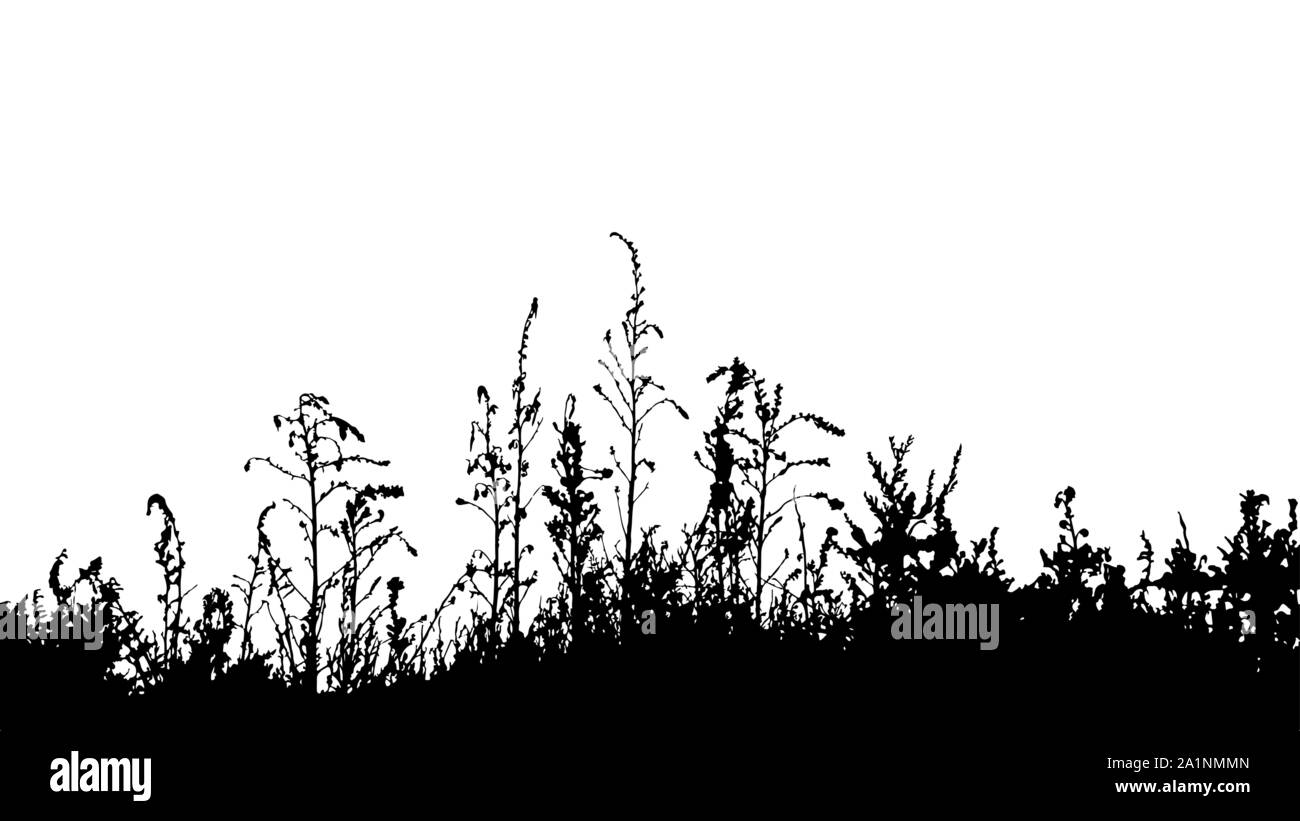 Silhouette Grass border isolated on white background vector Illustration de Vecteur