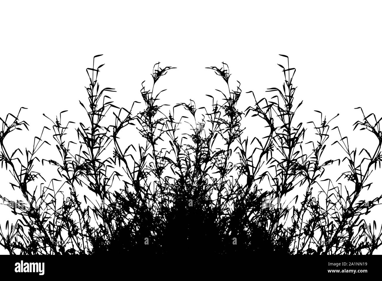 Frontière silhouete Grass isolated on white background vector Illustration de Vecteur