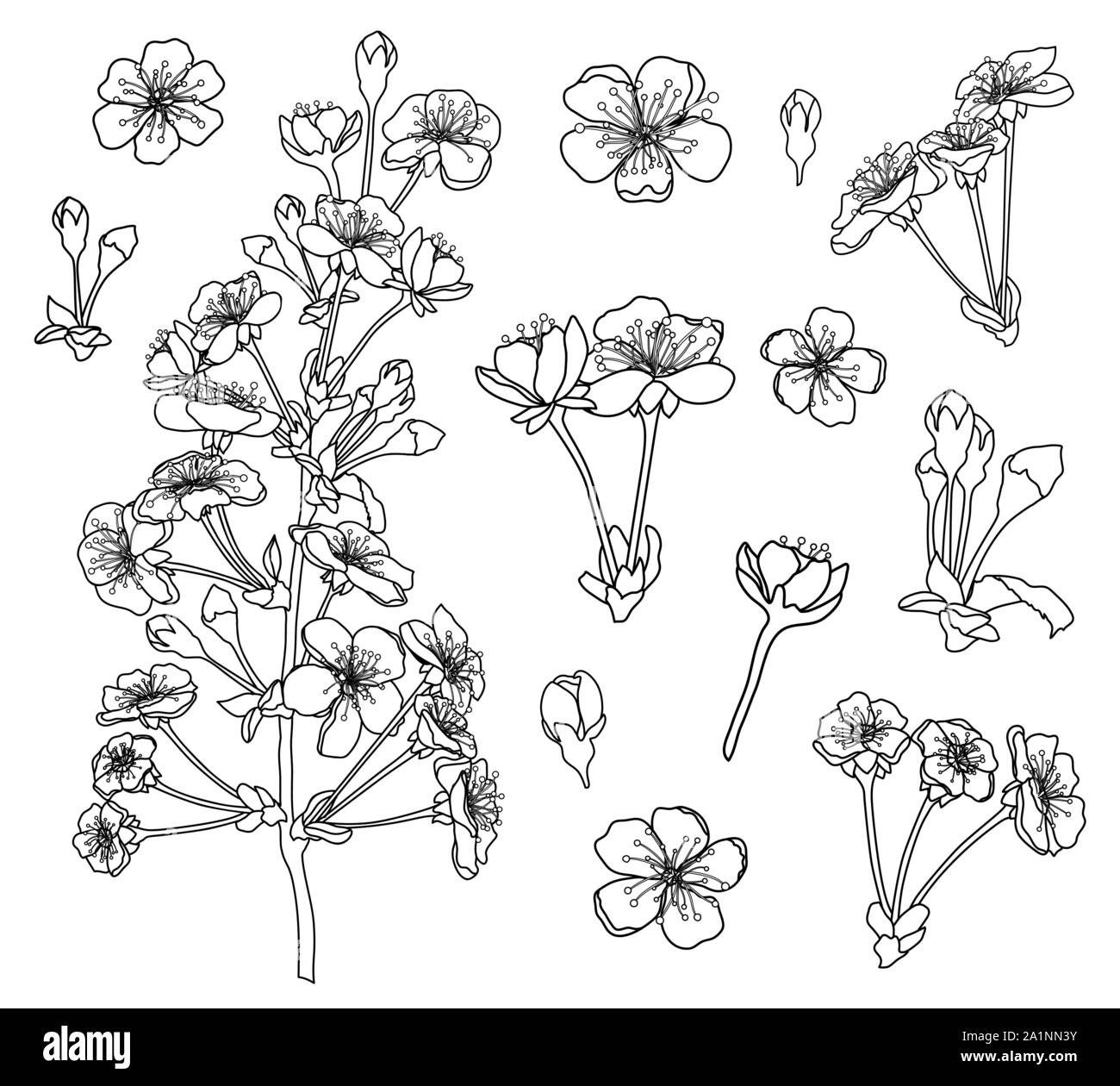 Fleurs de cerisier noir et blanc à colorier pour vecteur page Illustration de Vecteur