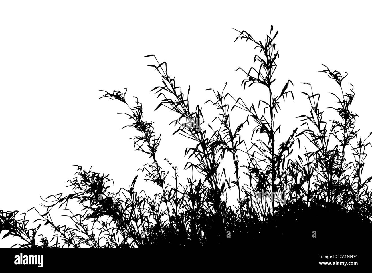 Silhouette Grass isolated on white background vector Illustration de Vecteur