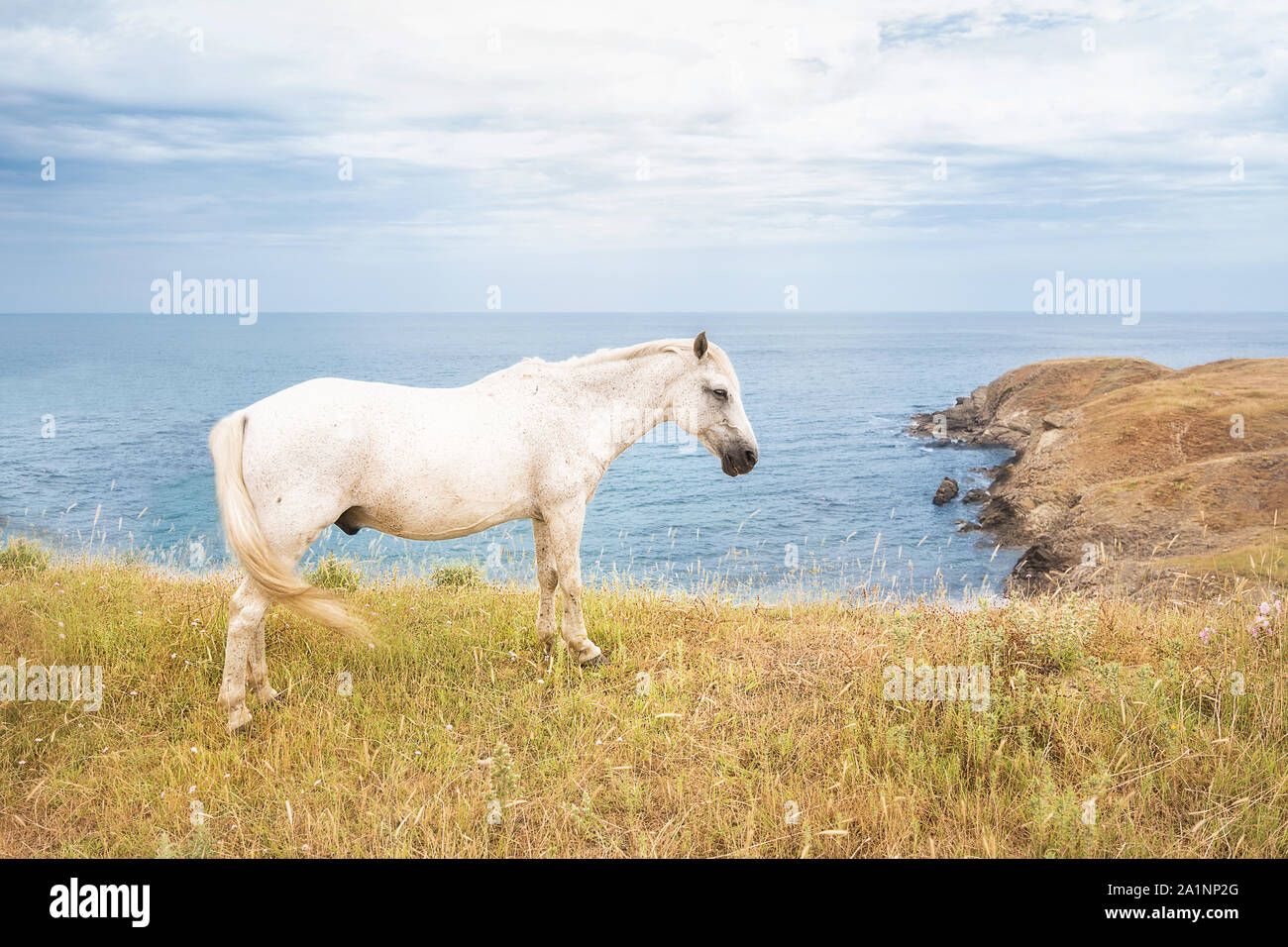 Un cheval blanc pâturage sur une colline avec la côte bulgare de la mer Noire à l'arrière-plan Banque D'Images