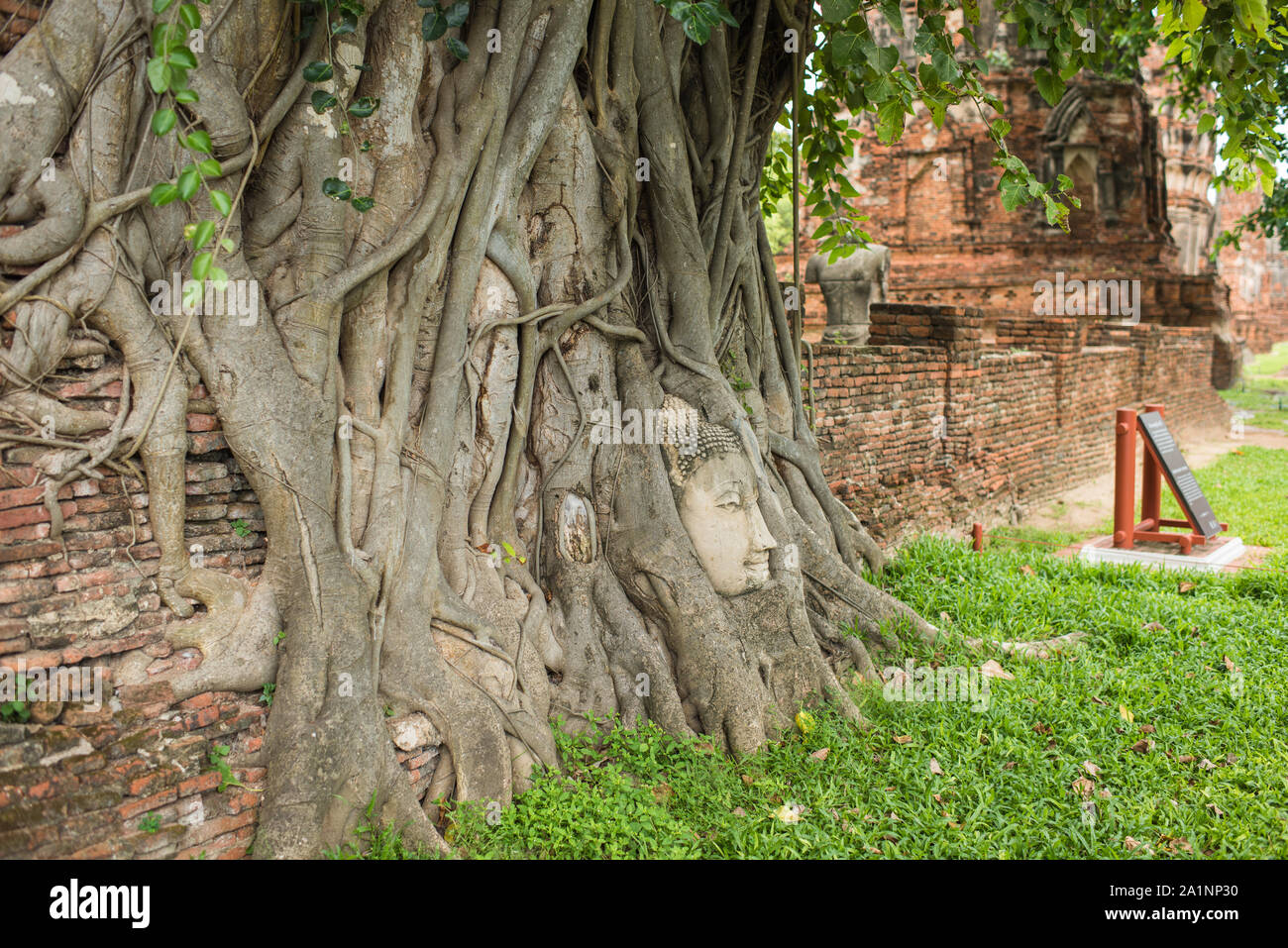 Tête de Bouddha dans les racines des arbres, Wat Mahathat à Ayutthaya, Thaïlande. Banque D'Images