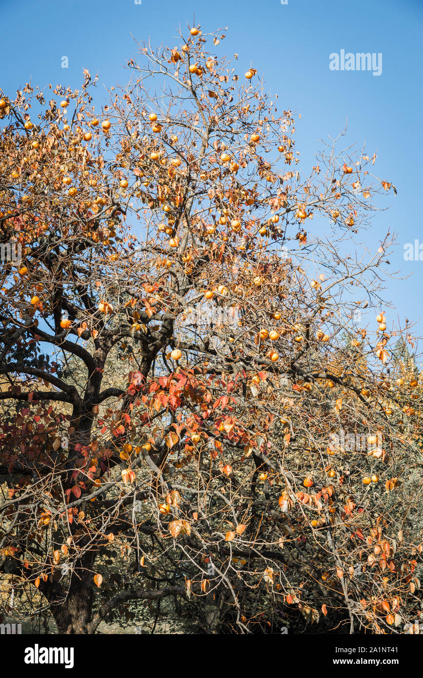 (Diospyros kaki Persimmon tree) avec des fruits mûrs, à la fin de l'automne Banque D'Images