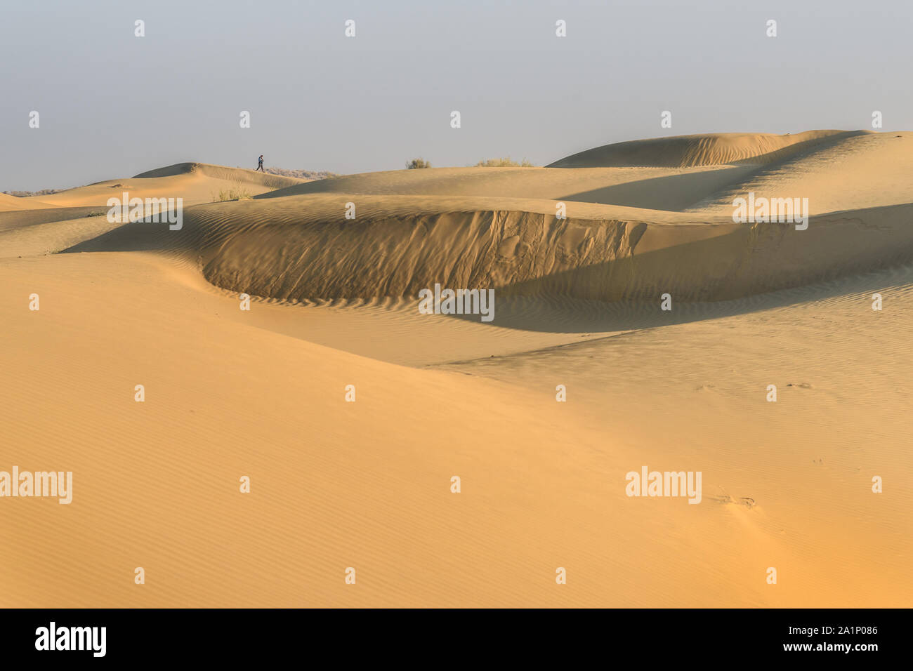 Dunes de sable dans le désert du Thar. Jaisalmer. Le Rajasthan en Inde Banque D'Images