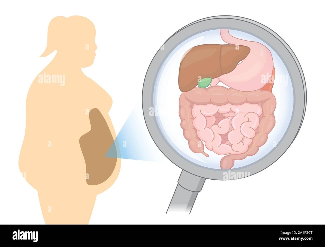 Zoom sur organe interne à propos de digestion des graisses femme avec une loupe. Illustration de Vecteur