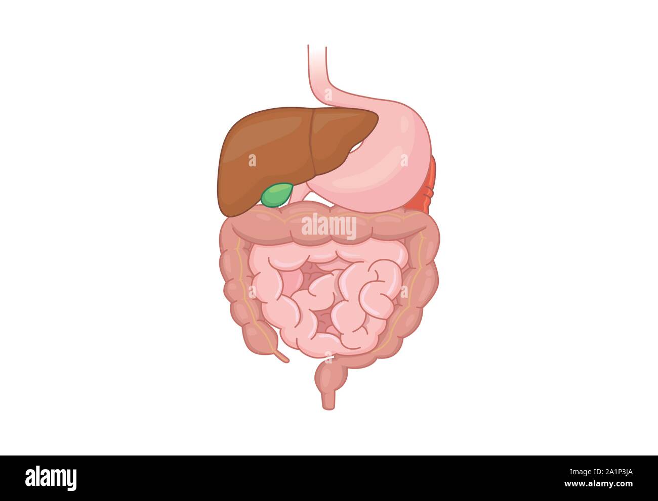 Des droits de l'organe du système digestif isolé sur fond blanc. L'anatomie humaine. Illustration de Vecteur