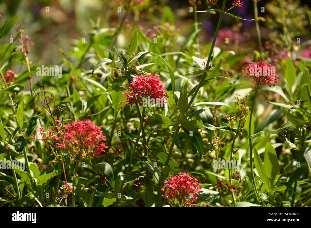 Stimuler la valériane ou barbe jupiters avec beauté les fleurs rouges, la valériane rouge ou centranthus ruber fleurit au début de soleil d'automne Banque D'Images