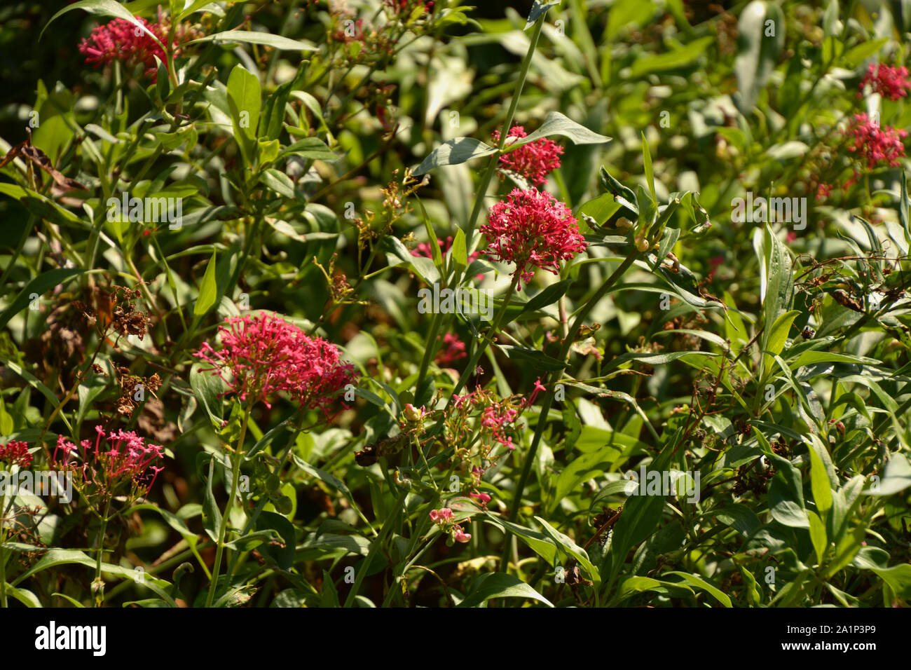 Fleurs de valériane rouge centranthus ruber ou au début de l'automne fleurs soleil, Kiss me Quick aussi appelée brosse foxs en fleur Banque D'Images