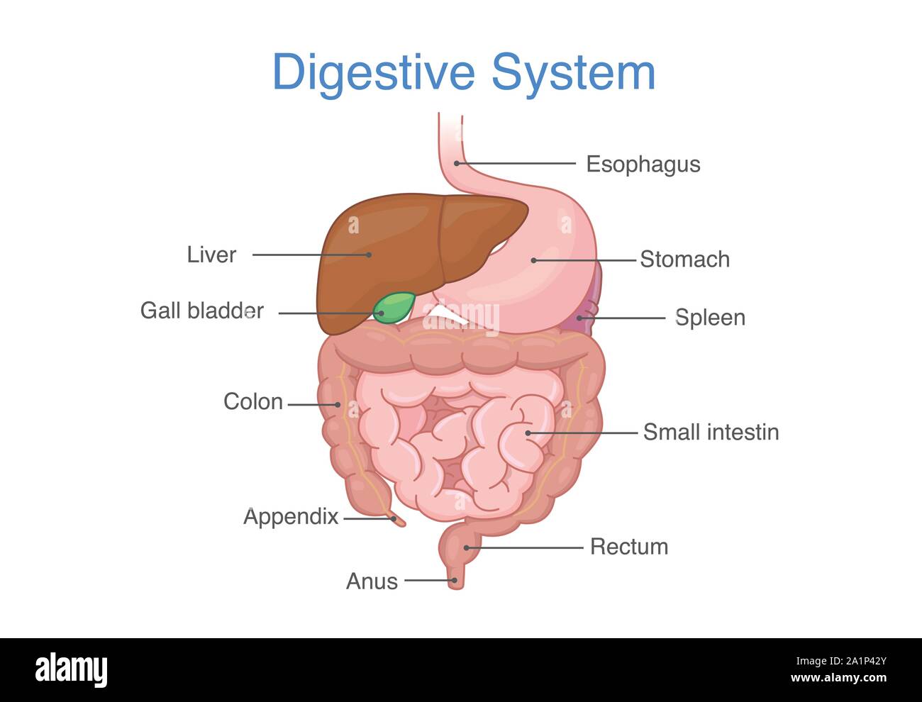 Anatomie du système digestif humain. Illustration de Vecteur