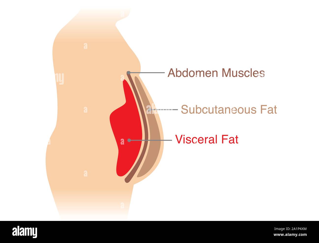 Emplacement de la graisse viscérale stockées à l'intérieur de la cavité abdominale. Illustration sur le schéma médical. Illustration de Vecteur