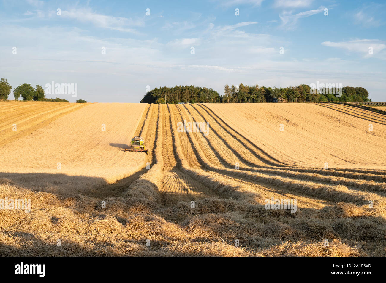 Moissonneuse-batteuse, la récolte d'orge champs dans la campagne anglaise. Arles, France Banque D'Images