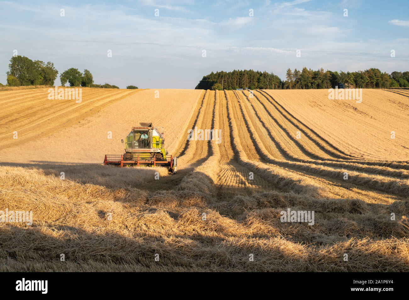 Moissonneuse-batteuse, la récolte d'orge champs dans la campagne anglaise. Arles, France Banque D'Images