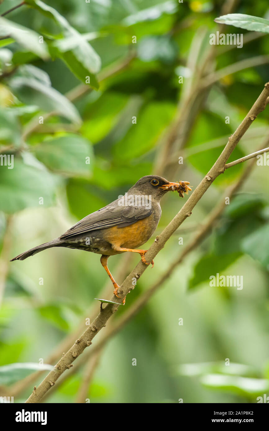 (Turdus olivaceus Olive) sur une branche avec le vol en termites bec, Kenya Banque D'Images