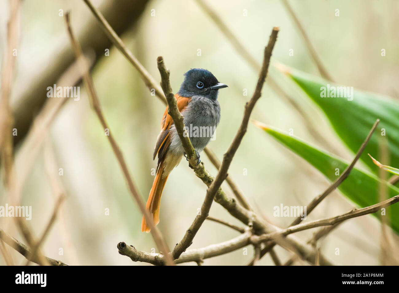 Afrique femme Paradis-flycatcher Terpsiphone viridis () sur une branche, au Kenya Banque D'Images