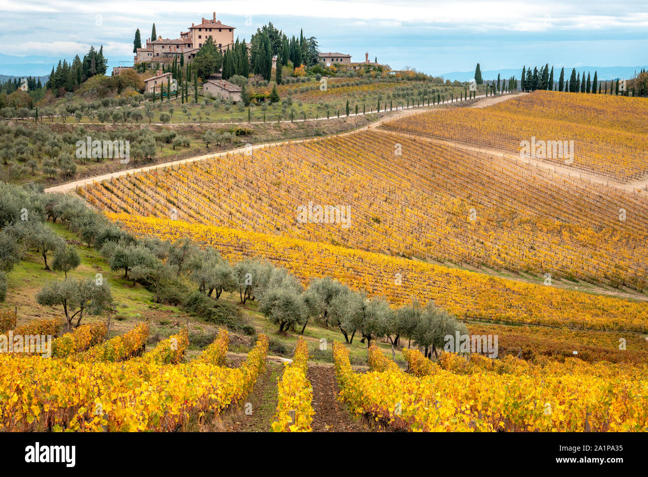 Les vignes d'or à l'automne, région du Chianti, Toscane, Italie. Banque D'Images
