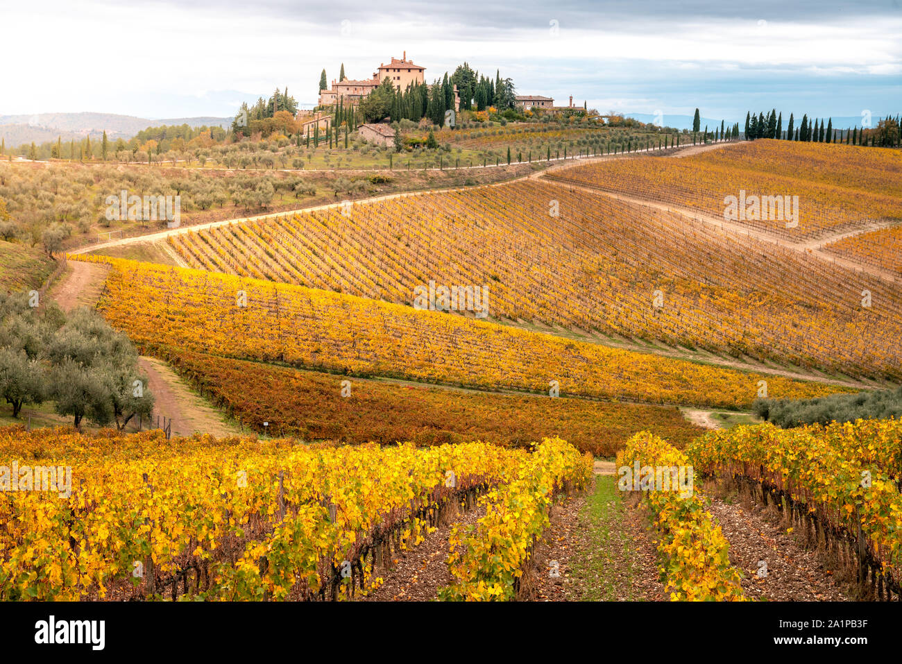 Les vignes d'or à l'automne, région du Chianti, Toscane, Italie. Banque D'Images