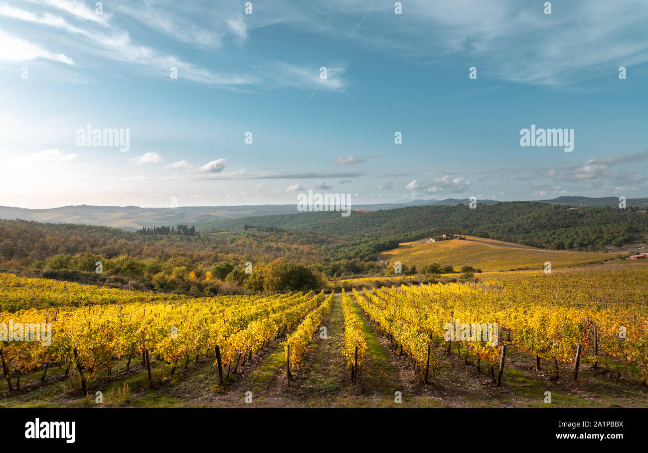 Les vignes d'or à l'automne, région du Chianti, Toscane, Italie. Banque D'Images