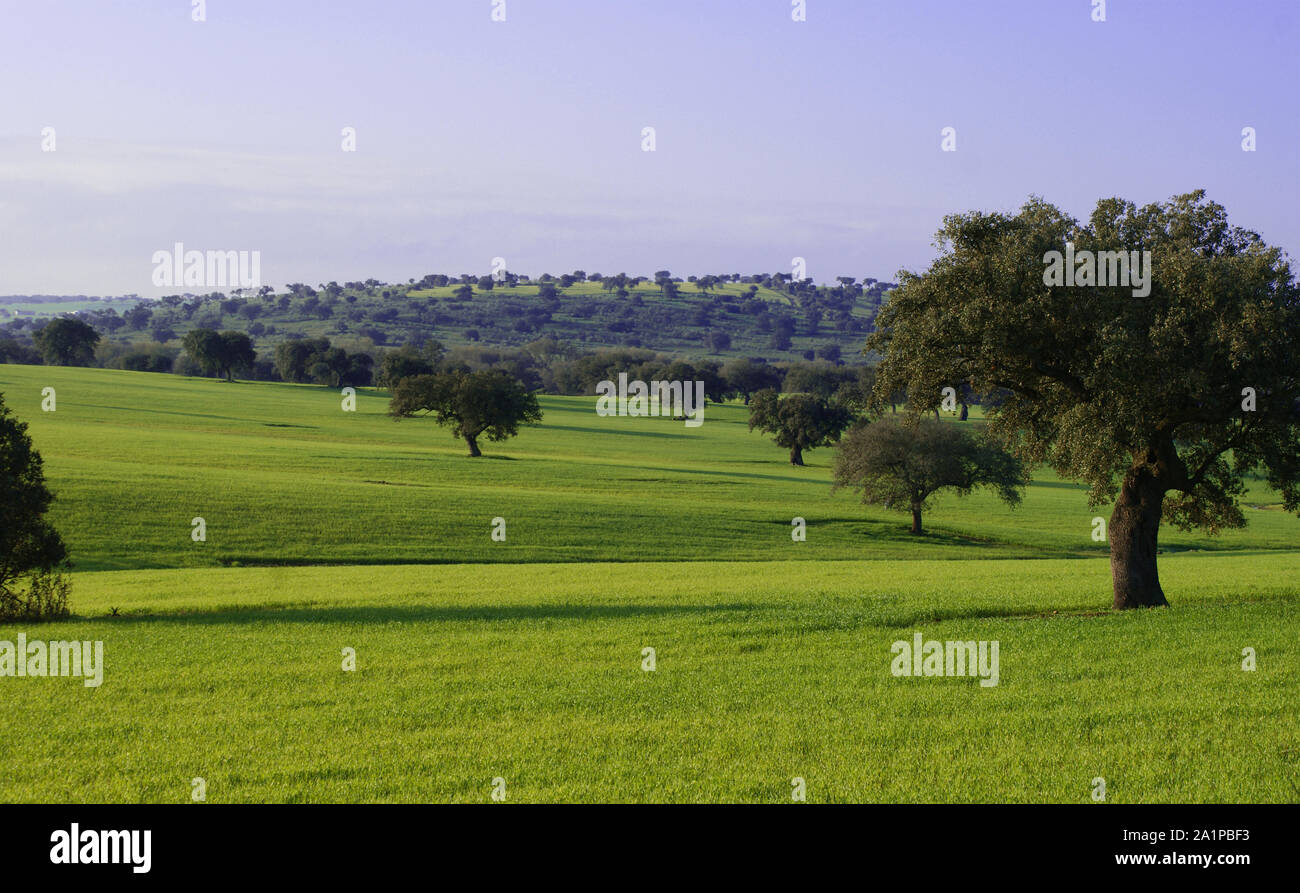 Les pâturages de chênes et vert prairie avec ciel bleu éclaboussé de nuages Banque D'Images