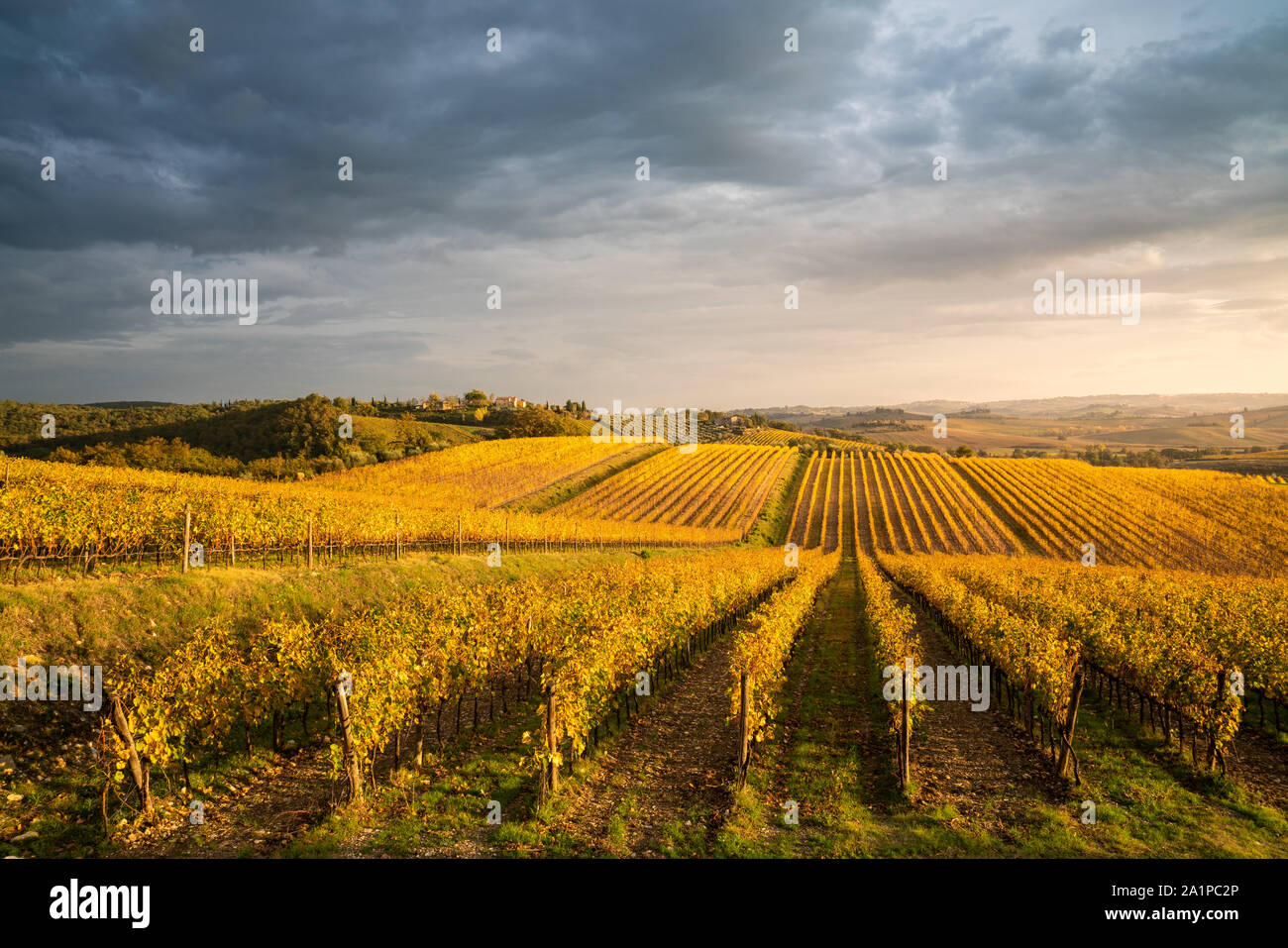 Les vignes d'or à l'automne, région du Chianti, Toscane, Italie. Banque D'Images