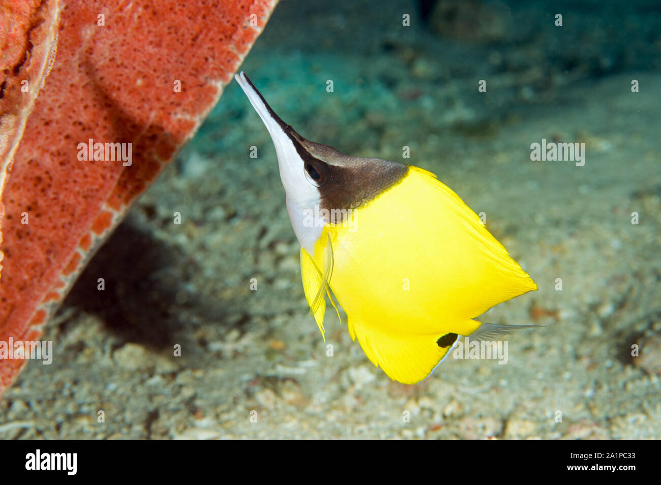 Le grand médiocre, Forcipiger longirostris, Sulawesi en Indonésie. Banque D'Images