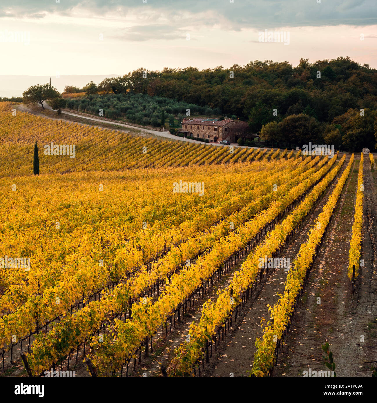 Les vignes d'or à l'automne, région du Chianti, Toscane, Italie. Banque D'Images