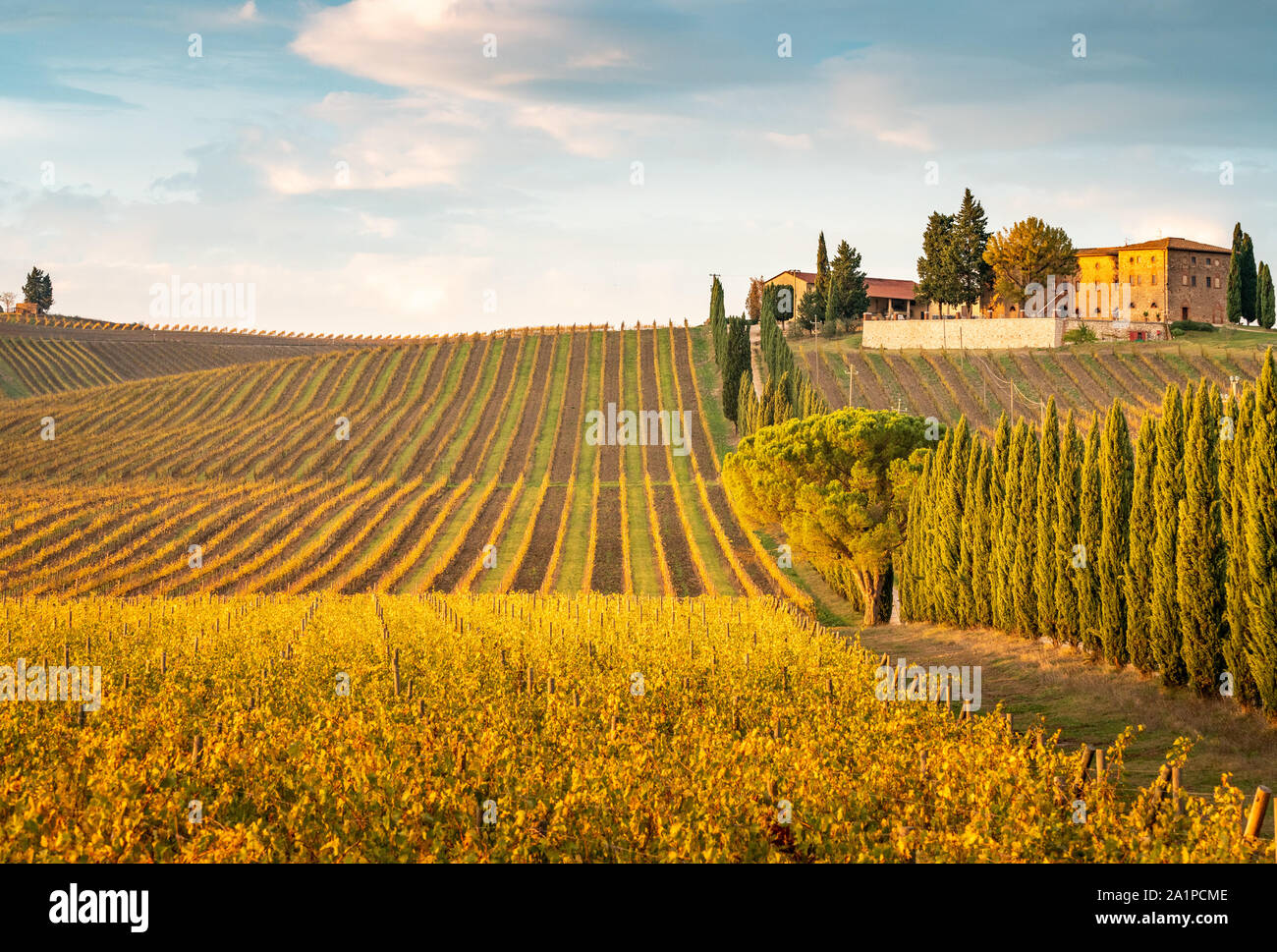 Les vignes d'or à l'automne, région du Chianti, Toscane, Italie. Banque D'Images