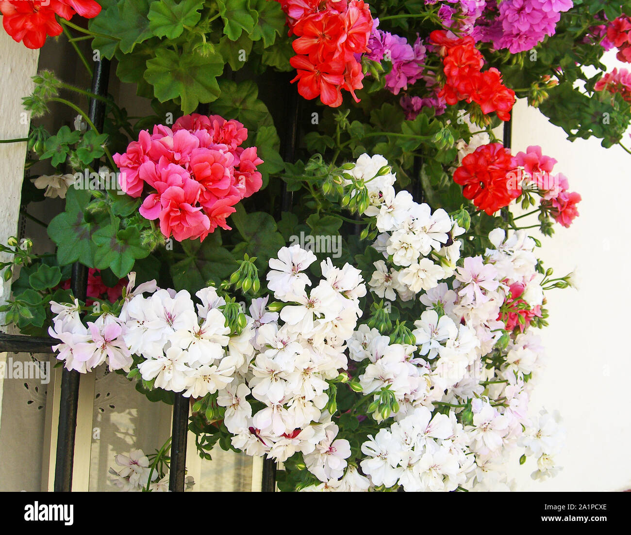 Géranium balcon rose sur blanc, rouge et fuchsia géranium sur balcon Banque D'Images
