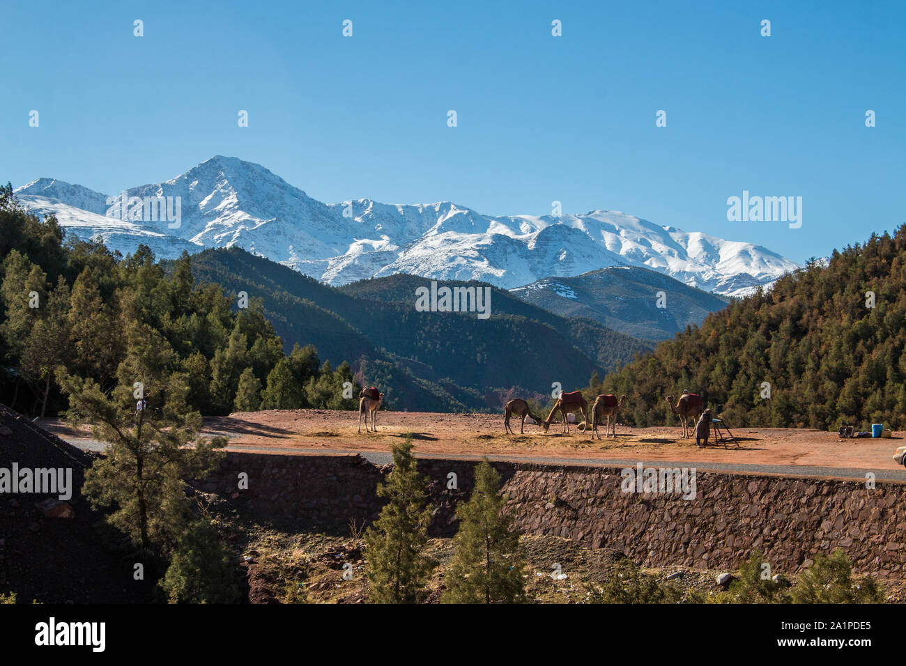 Montagnes maroco chameaux Banque D'Images