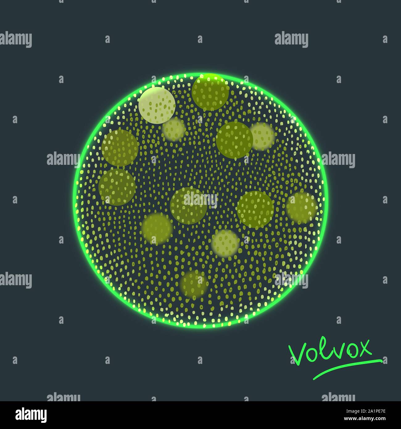 Vector illustration de Volvox -genre polyphylétique des algues chlorophytes vivant dans les étangs, les fossés et les mares Illustration de Vecteur
