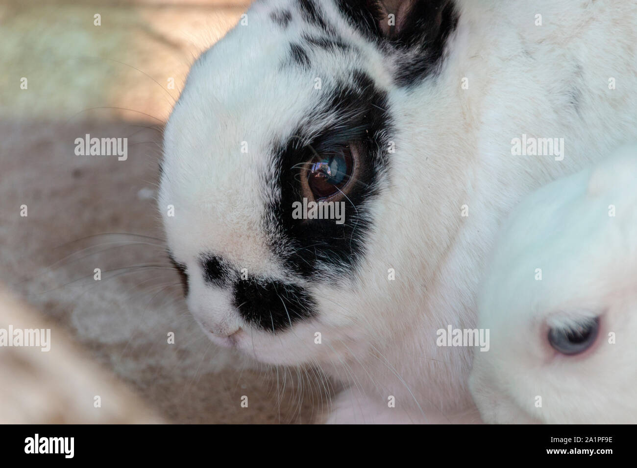 Une vue en gros plan d'un lapin blanc avec des marques noires sur son visage et les oreilles Banque D'Images