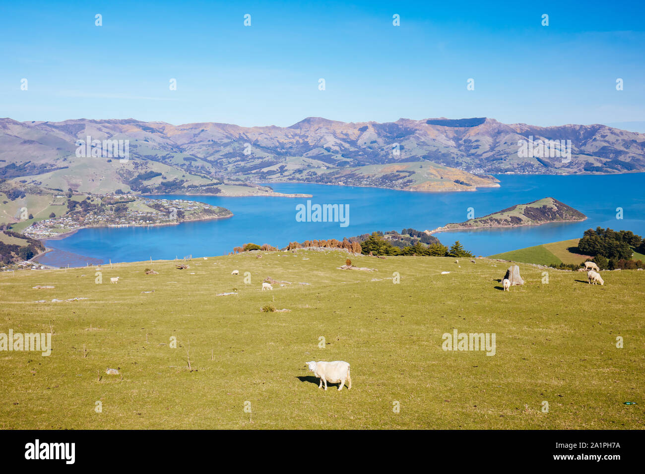 La péninsule de Banks Moutons sur une journée ensoleillée en Nouvelle Zélande Banque D'Images