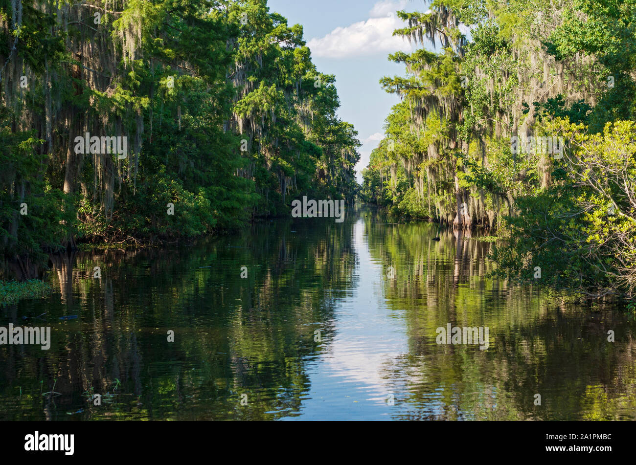 Bayou de Mississippi River delta dans la région de jean lafitte national park près de la Nouvelle-Orléans en Louisiane Banque D'Images
