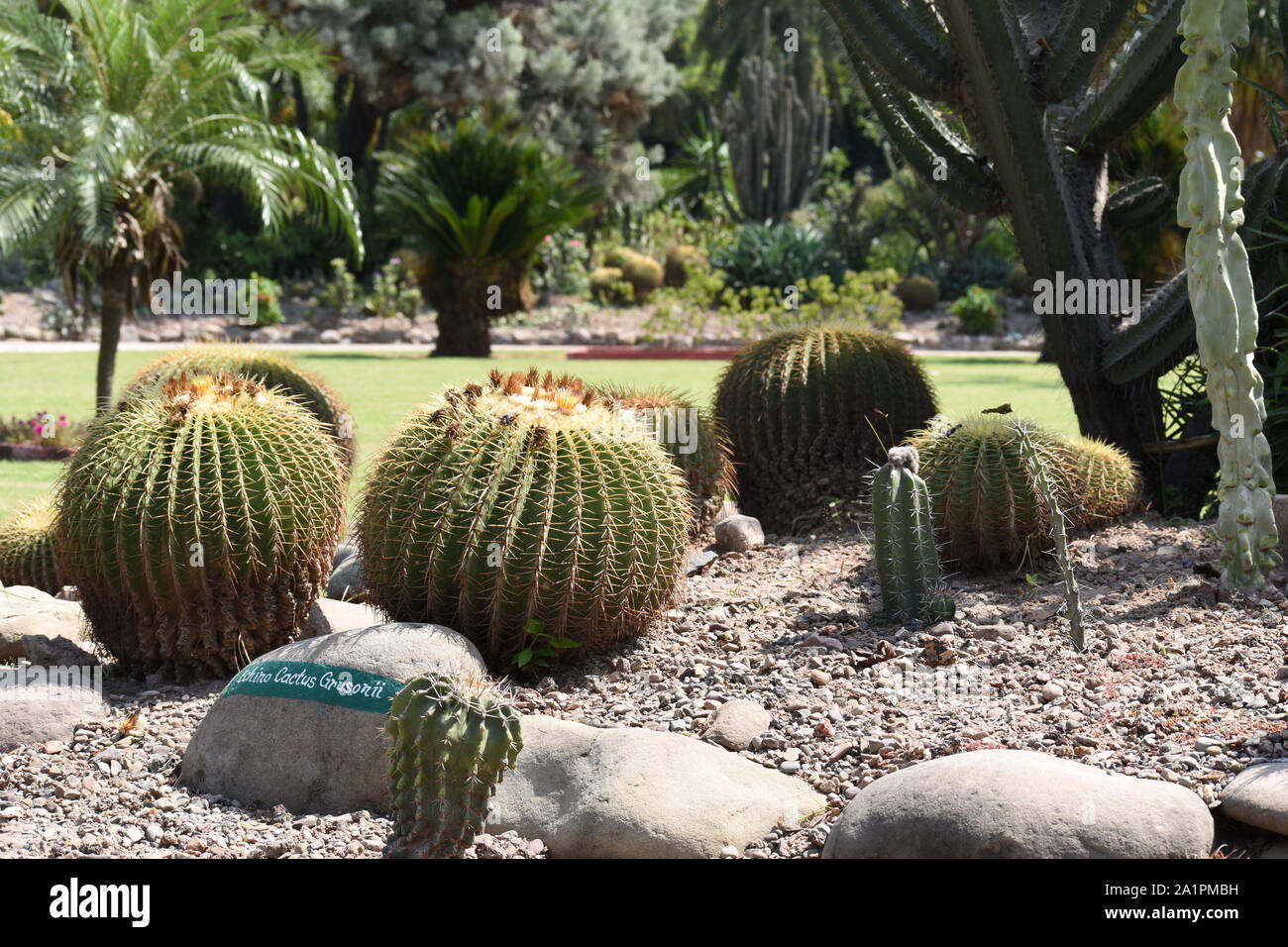 Golden barrel cactus au jardin de cactus. Banque D'Images
