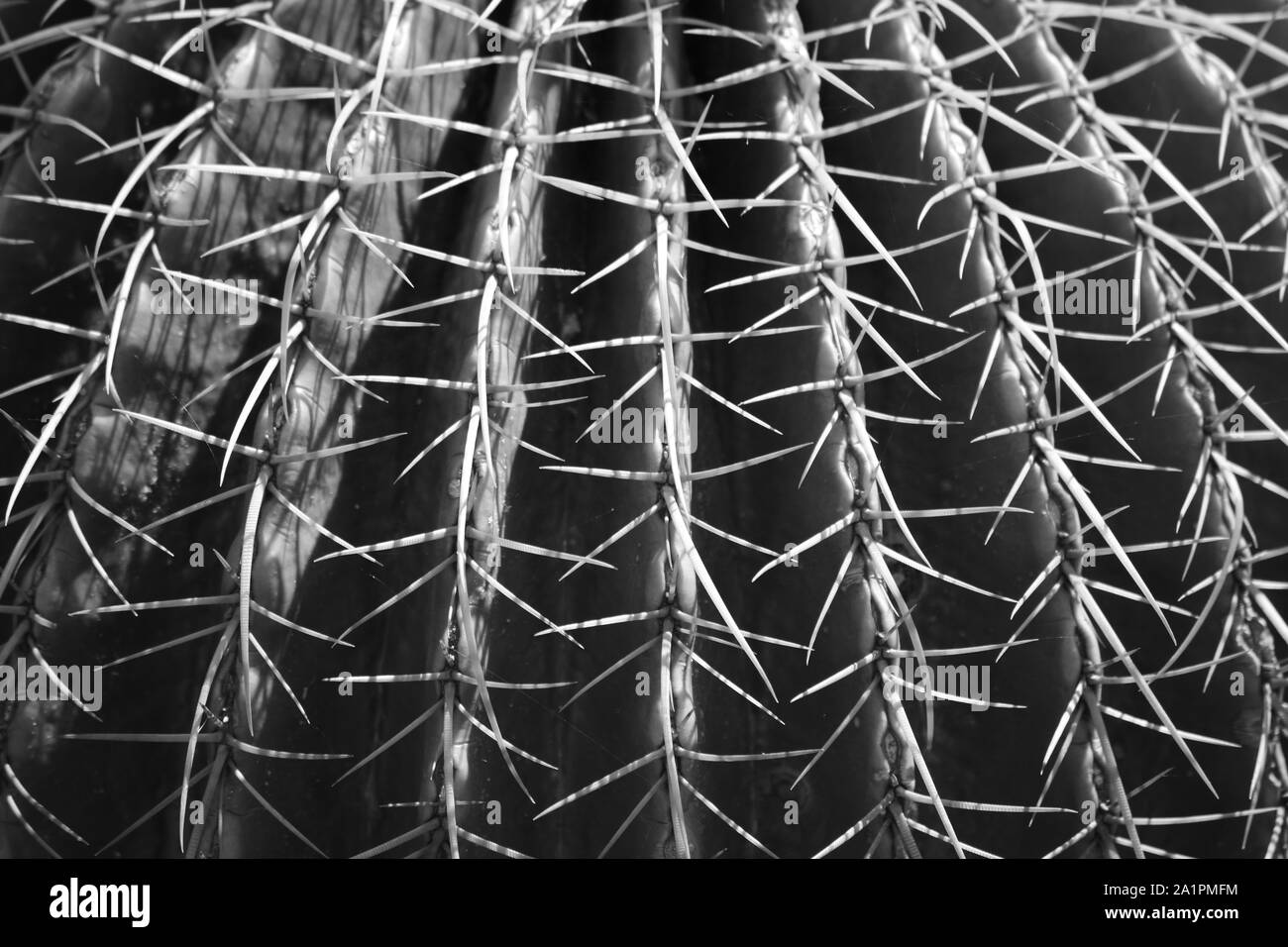 Close up of golden barrel cactus en monochrome. Banque D'Images