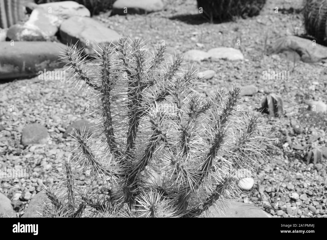 Cactus Cylindropuntia tunicata en monochrome. Banque D'Images