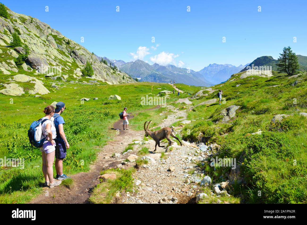 Chamonix-Mont-Blanc, France - 30 juillet 2019 : Les gens qui suivent le Bouquetin des Alpes, dans les Alpes françaises. Chèvre sauvage, Steinbock, en Latin Capra ibex. Les gens et les animaux sauvages. Paysage alpin en été. Banque D'Images