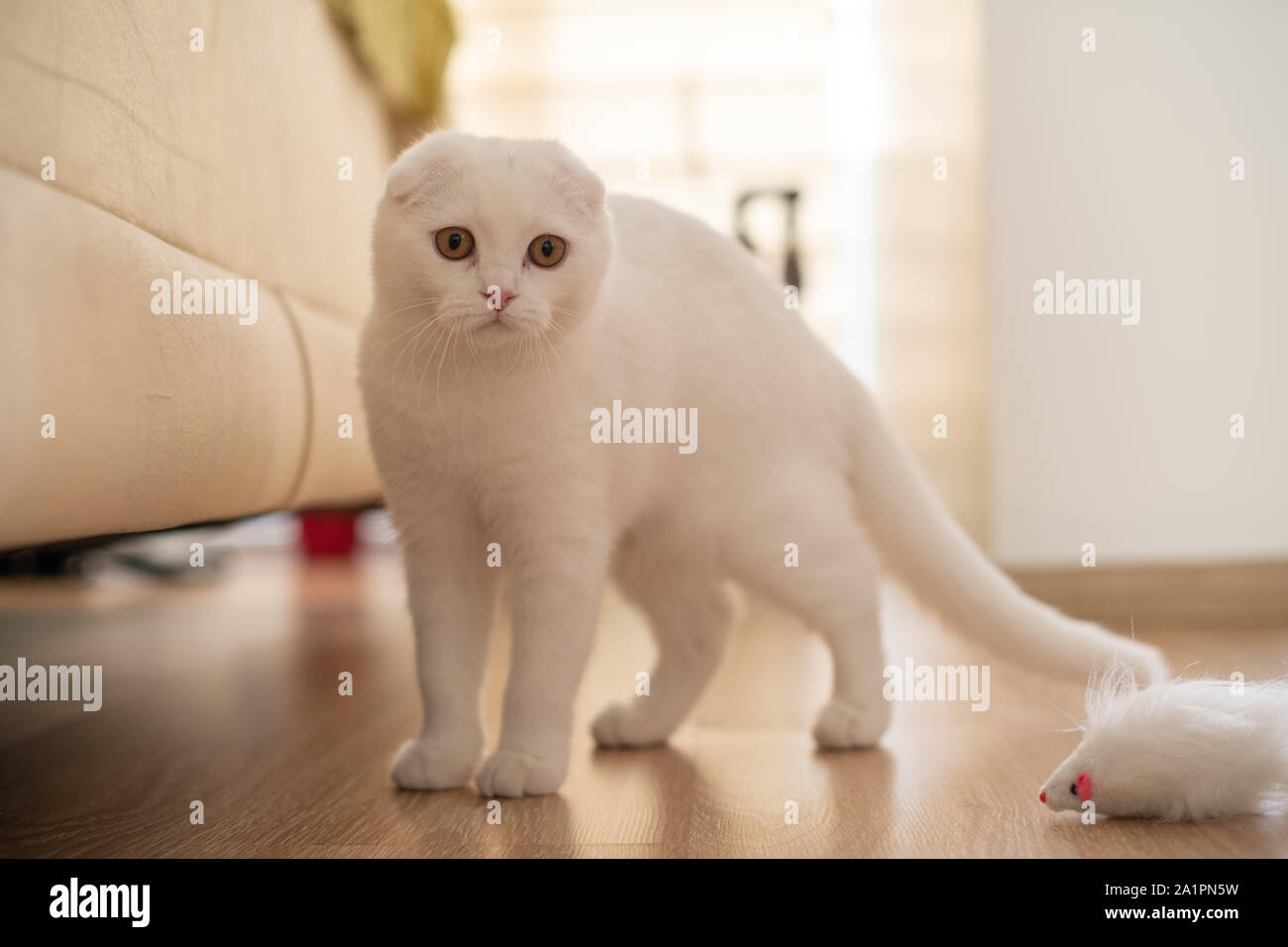 White Scottish Fold chaton, chat mignon. Banque D'Images