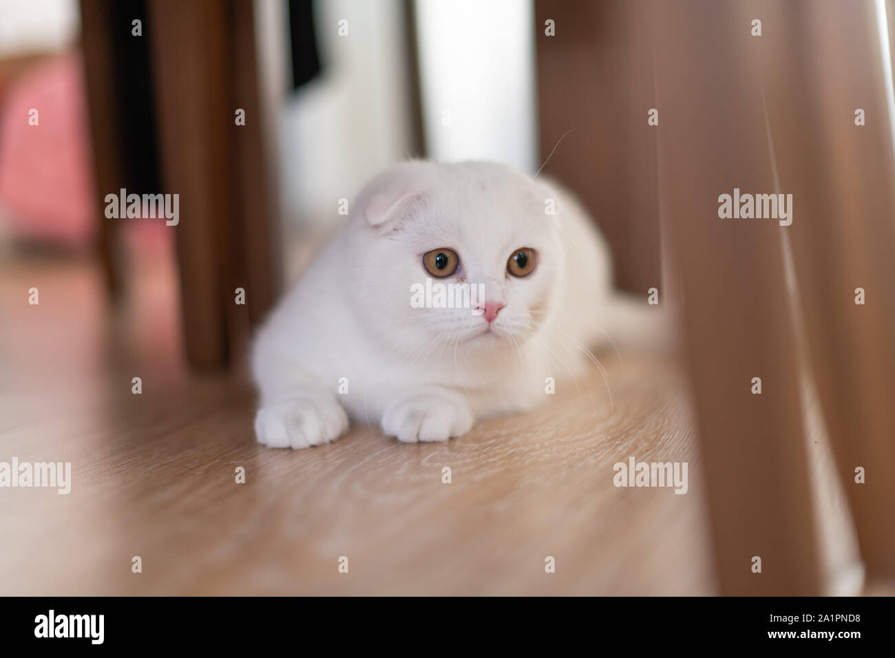 White Scottish Fold chaton, chat mignon. Banque D'Images
