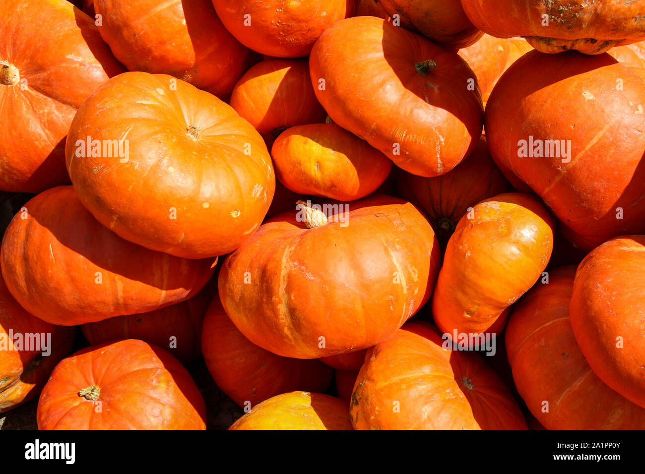 Un tas de citrouilles en vente pour être utilisés comme décorations pour l'automne ou Halloween fêtes Banque D'Images