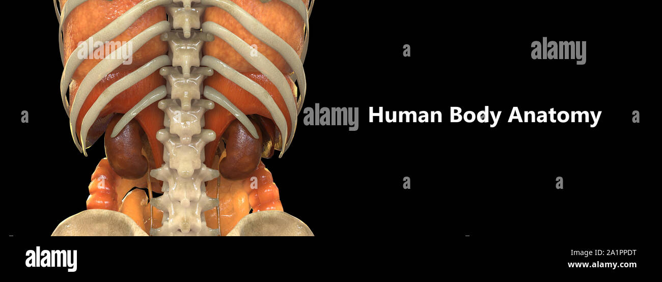 Les droits de l'anatomie des organes internes Banque D'Images