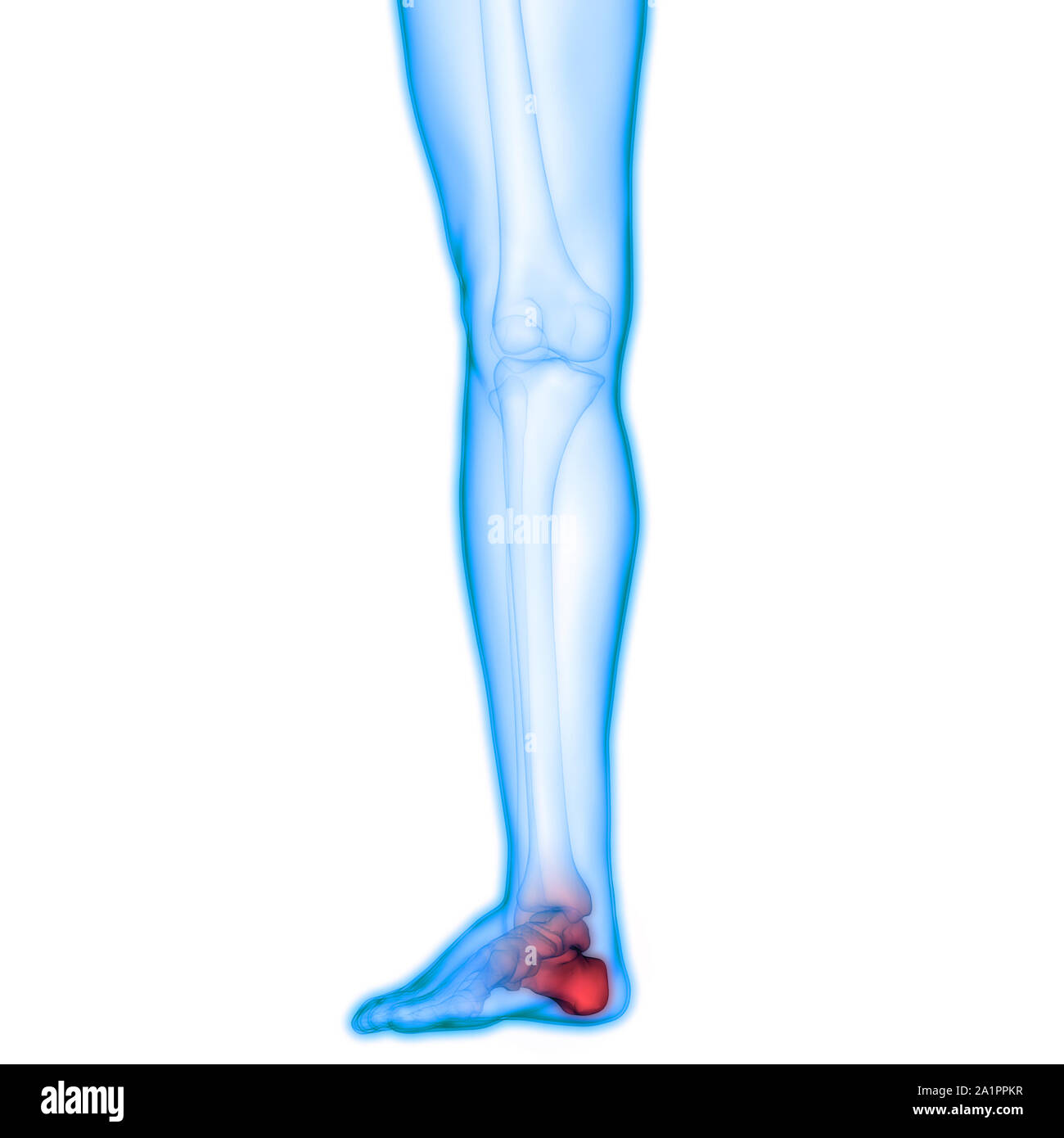 Système de squelette humain Anatomie des articulations des os Banque D'Images