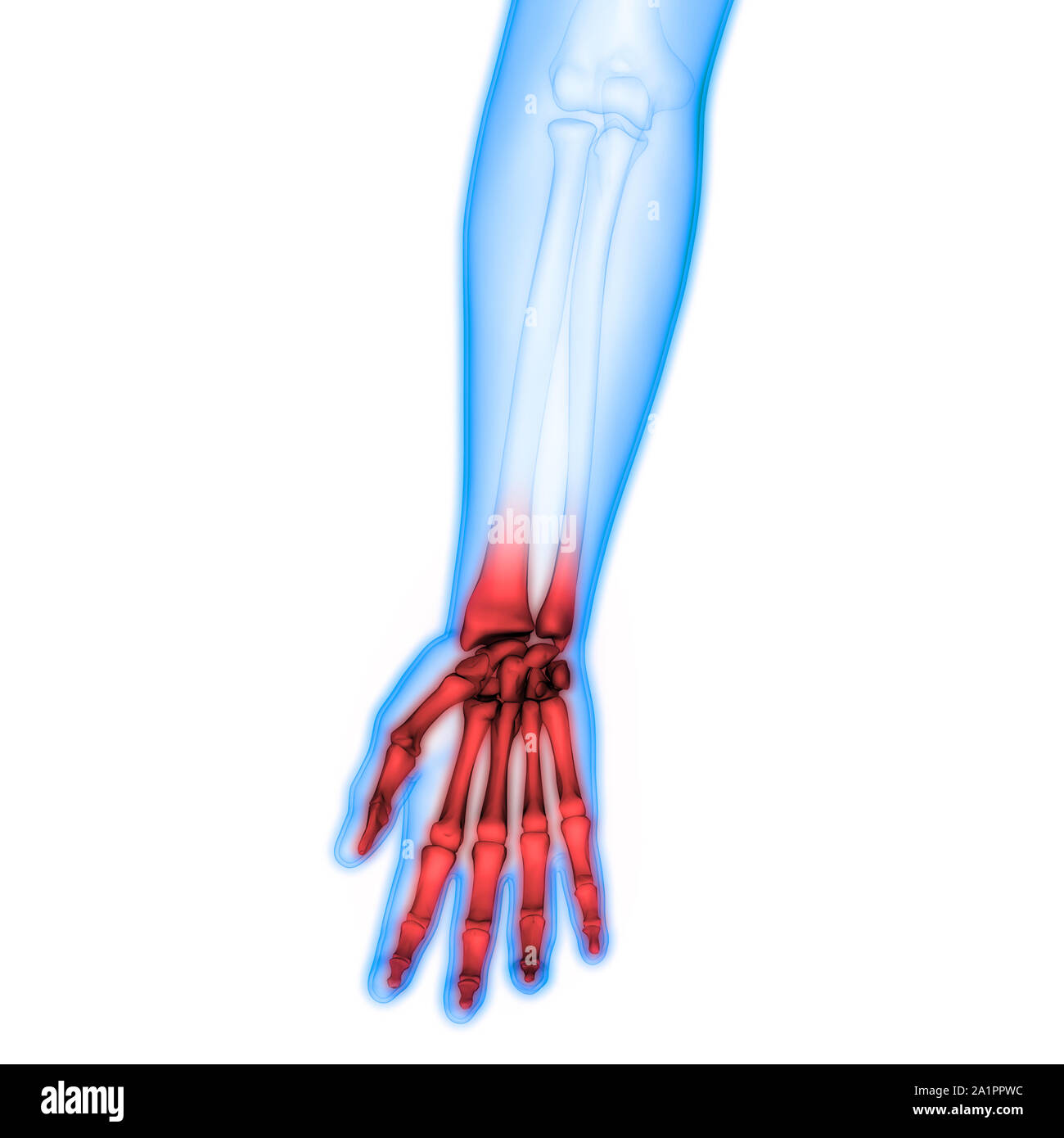 Système de squelette humain Anatomie des articulations des os Banque D'Images