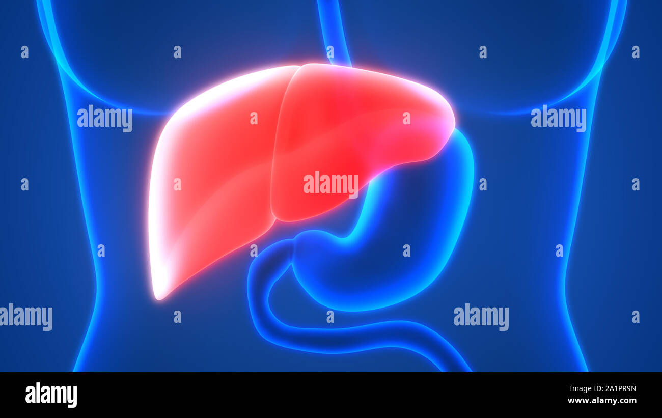 L'Organe digestif interne Anatomie du foie Banque D'Images