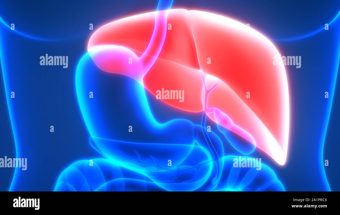 L'Organe digestif interne Anatomie du foie Banque D'Images