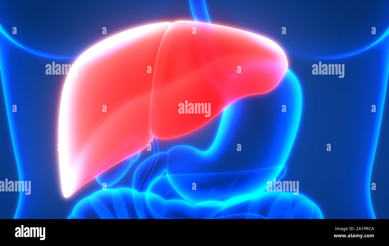 L'Organe digestif interne Anatomie du foie Banque D'Images