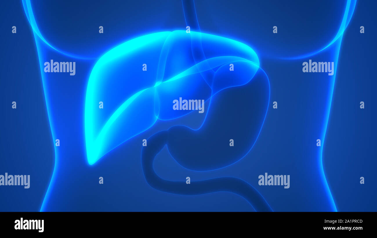 L'Organe digestif interne Anatomie du foie Banque D'Images