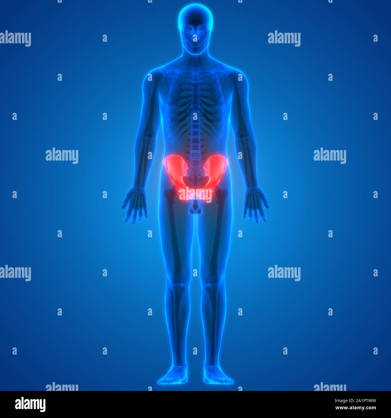 Système de squelette humain Anatomie des articulations des os Banque D'Images