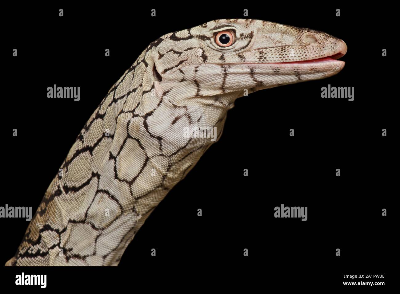 Perentie (Varanus giganteus) Banque D'Images