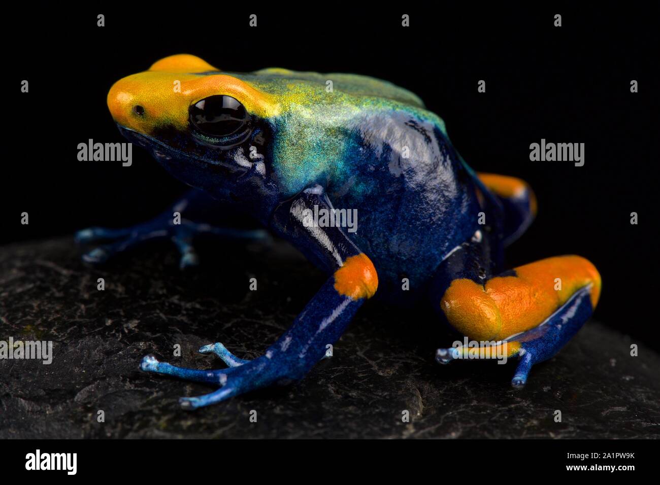 Peacock dart frog (dendrobates tinctorius tumucumaque) Banque D'Images